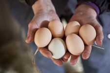 Eggs