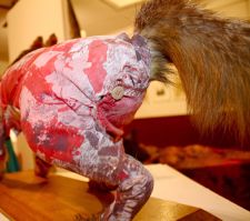 Taxidermy fox