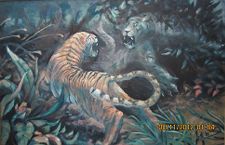 Tiger fight