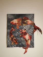 Koi