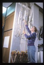 Student looking at archery bows