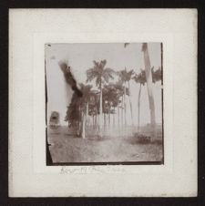 Row of Palm Trees