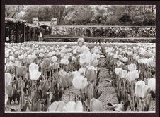 Girl in a field of tulips