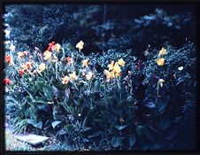 Slide of flowers on campus