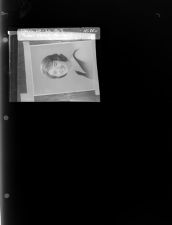 Reshoot: Female Portrait (21 Negatives) March 24 - 25, 1965 [Sleeve 60, Folder c, Box 35]