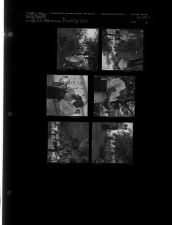 Poultry Sale (6 Negatives) (September 6, 1962) [Sleeve 9, Folder c, Box 28]