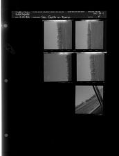 Sea Gulls in Dump (5 Negatives (March 14, 1960) [Sleeve 41, Folder c, Box 23]