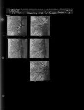 Flowering tree for Duncan column (5 Negatives) April 6-7, 1960 [Sleeve 18, Folder d, Box 23]