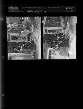 Easter egg tree (2 Negatives (April 9, 1960) [Sleeve 31, Folder d, Box 23]
