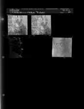 Nature pictures (4 Negatives (April 29, 1960) [Sleeve 62, Folder e, Box 23]