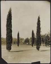 Photograph of trees near East Carolina Teachers College's 5th Street main entrance