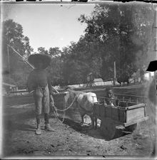 Two African American children playing with a goat-drawn two-wheeled cart, probably in Pasquotank County, North Carolina