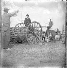 "Timber gitters" at Bayside Plantation, Pasquotank County, North Carolina